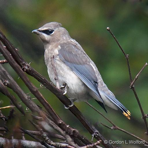 Bird On A Branch_23114BF.jpg - Photographed at Smiths Falls, Ontario, Canada.